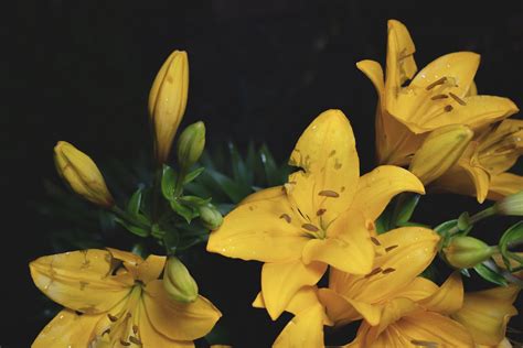 The Radiant Language of Yellow Flowers: Meaning and Symbolism | Darcey ...