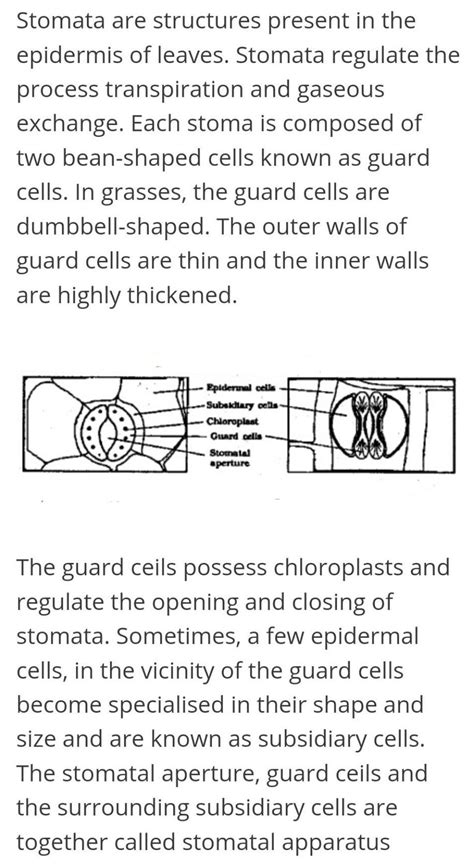 Question 8 What is stomatal apparatus? Explain the structure of stomata ...