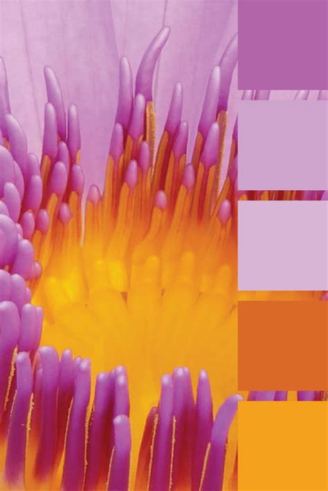 Purple orange color palette – Artofit