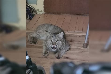 Bobcat Attacks On Humans