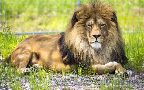 Lion Leo travels from Argentina to The Wildcat Sanctuary