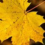 yellow leaf 的图像结果