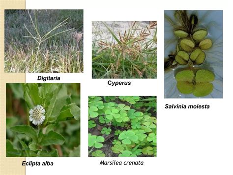 Classification of weeds and characteristics of different agro systems | PDF