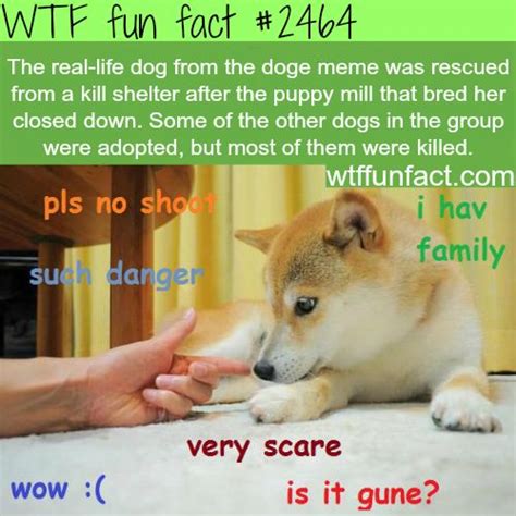 Decoding Doge: Understanding the Meaning Behind the Meme