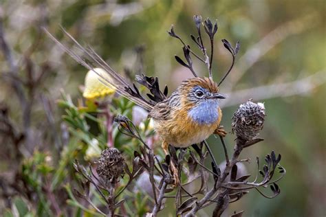 Southern Emu-wren in Australia 24736779 Stock Photo at Vecteezy