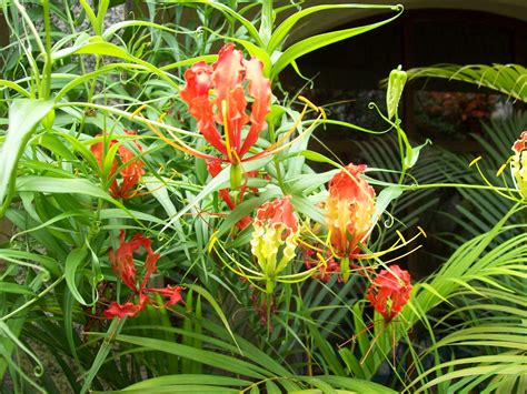 Endemic Plant Species