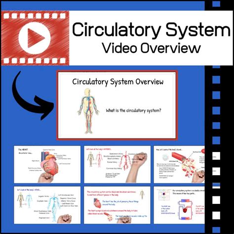 Image result for Circulatory System Tutorial