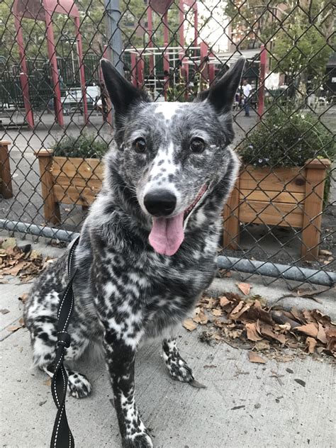 My cattle died about 8 weeks ago- was feeling the tears today and just ...