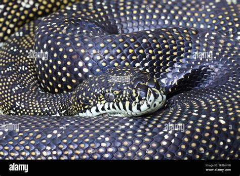 Diamond Python Care 的图像结果