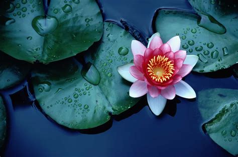 Water Lotus Plant