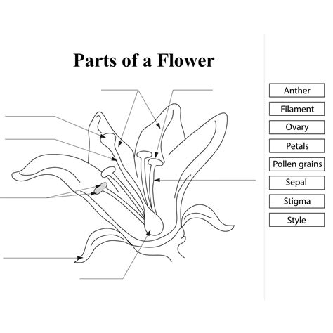 Label The Parts Of A Flower Worksheet
