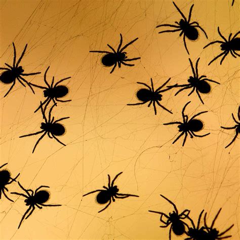 19 Interesting Facts About Spiders | The Family Handyman