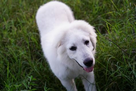 Great Pyrenees Cost Guide: Factors, Pricing & Ownership Tips