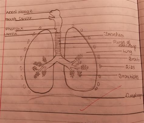 Draw a schematic labelled diagram of human respiratory system. - Brainly.in
