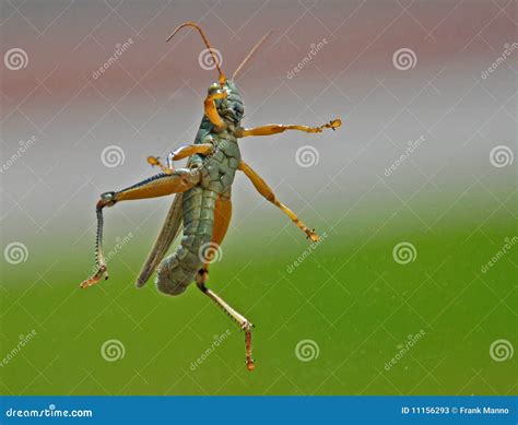 Green Grasshopper Flying
