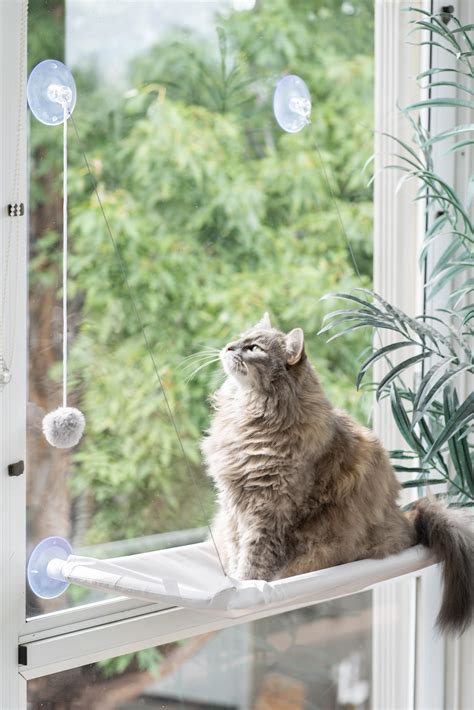 Amazon.com : Cat Window Perch, Adjustable Cat Window Bed Cat Window ...