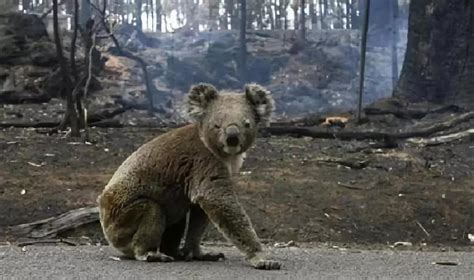 澳洲大火，350只考拉丧命！巴西、美国到澳洲，地球真的“火”了_山火