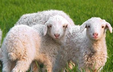 属羊是哪一年 属羊的哪个月份出生的人命好 - 汽车时代网