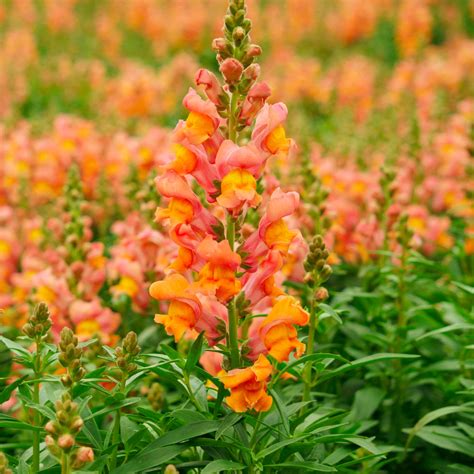 Orange Snapdragon Flower Seeds - Grow Beautiful Flowers Indoors ...