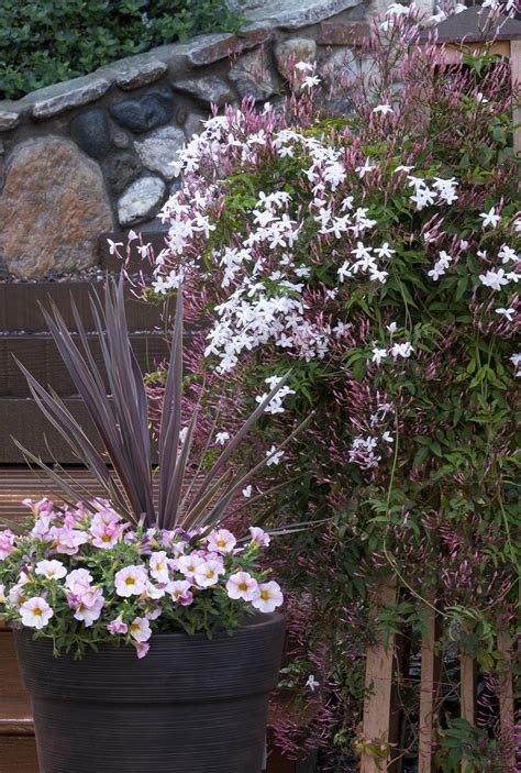 Pink Jasmine, Jasminum polyanthum, Monrovia Plant