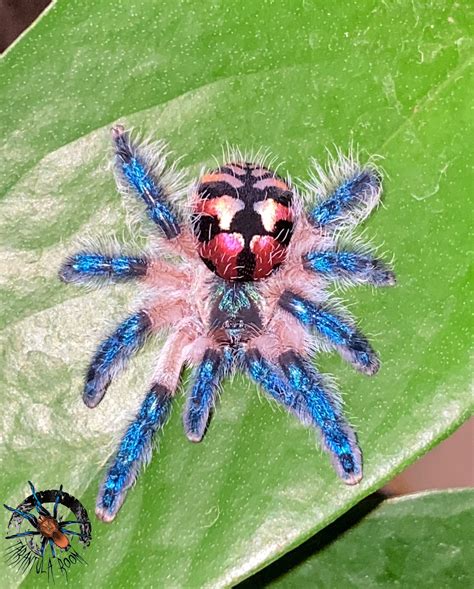 Typochlaena seladonia (Brazilian Jewel) 0,5cm – Tarantula Room