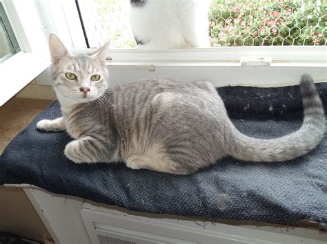 Nos adoptés en 2023 | Pas de chat sans toit