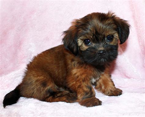 15 Pictures About full grown yorkie poo pictures - Dogs | Cats