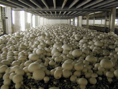 कश्मीर में भी अब मशरूम की खेती संभव - Now mushroom cultivation is ...