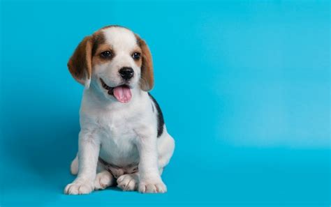 Beagles puppies looking something | Free Photo