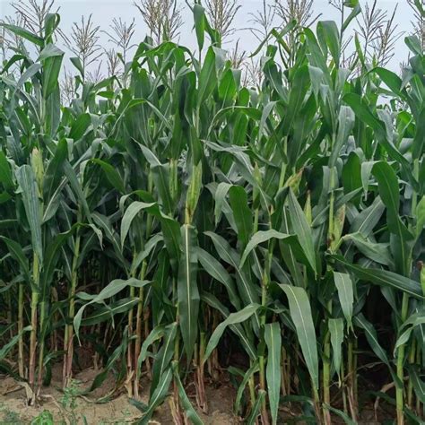 玉米种子筛选机 小麦选种机 精选机价格-农机网