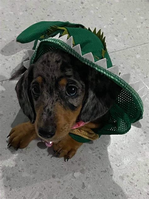 Do the rawr : r/ITookAPicturePH