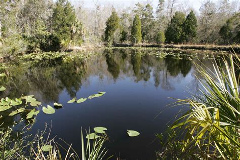 Image result for Swamp Bogging