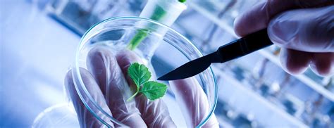 CropScience 的图像结果