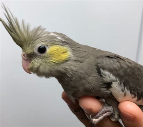 Cockatiel Colours and Mutations - Cockatiel World