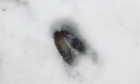Snow Secrets - Animal Signs, Lake Bemidji State Park, 27 December 2025 ...