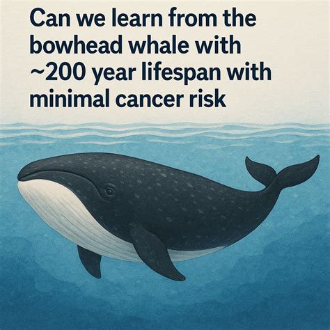 can we learn from 200+ year ole bowhead whale? | Human Longevity, Inc.