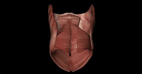Image result for BioFlix Animation Muscle Structure