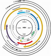 HBVDNA 的图像结果