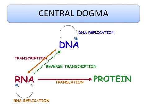 Cell Structure and Function 的图像结果