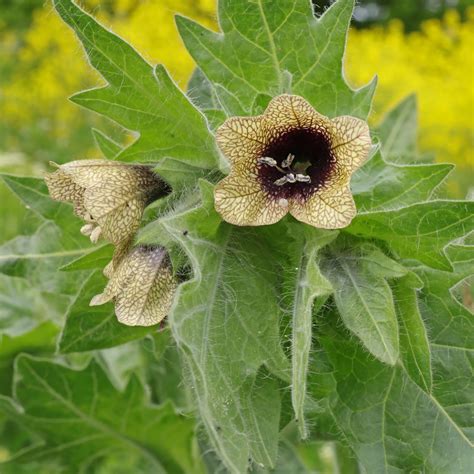 Henbane (Hyoscyamus niger)
