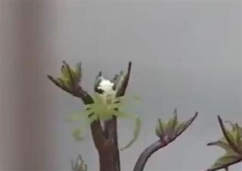 WATCH | Spider with human face on its back creeps the internet out; is ...