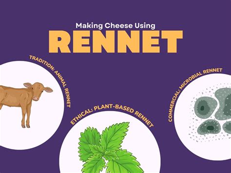 Rennet in Cheesemaking: How to Coagulate Milk (Different Types)