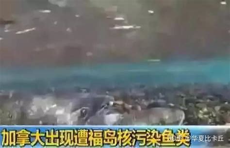 三文鱼检测结果出炉！日本“核废水”排入大海，称能自然降解_排放