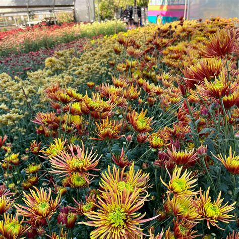 Heirloom Chrysanthemum 'Saffina' – 3 Porch Farm