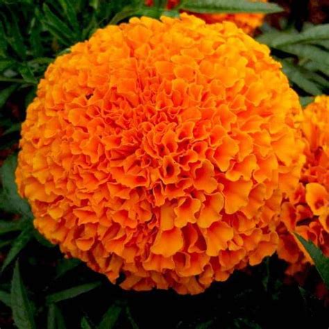 Indi Fire Orange - Variety Marigold | Syngenta