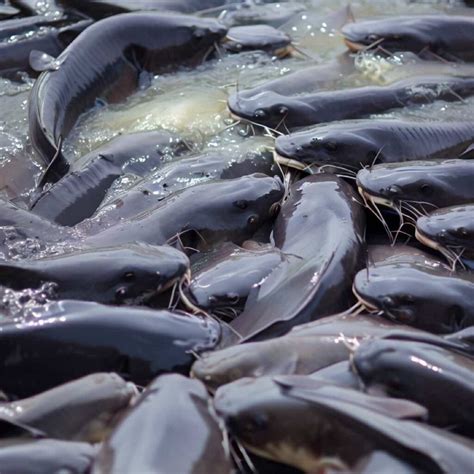 Catfish Farming