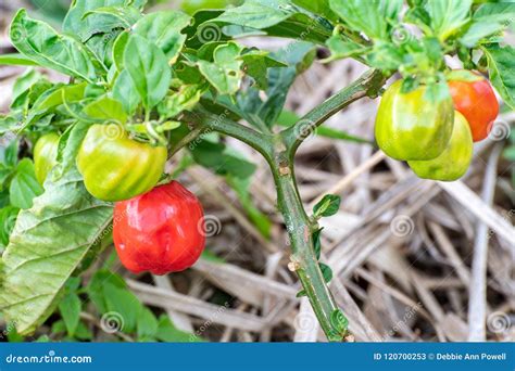 Young Scotch Bonnet Peppers Hanging from Plant Stock Image - Image of ...