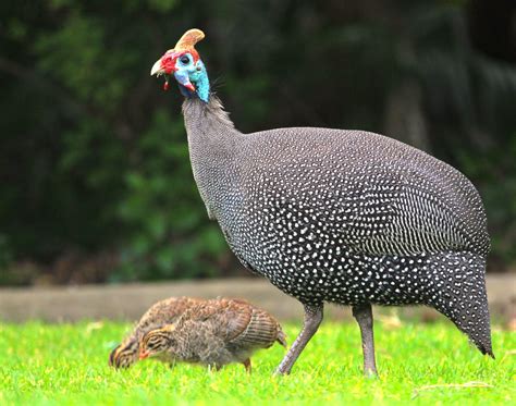 Guinea Fowl Sounds