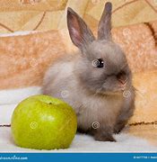 Image result for Small Cute Fluffy Bunny