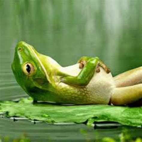 Dream Meaning of Frog - Dream Interpretation